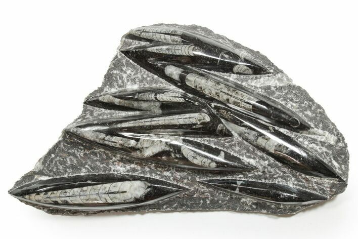 Polished Fossil Orthoceras (Cephalopod) Plate - Morocco #352335